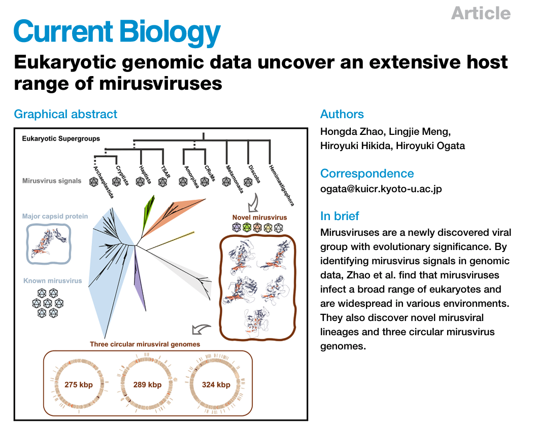 Current Biology article summary with a graphical abstract showing the broad eukaryotic host range, phylogenetic diversity, and three circular genomes of mirusviruses.